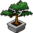 Bestand:Plant bonsai.png